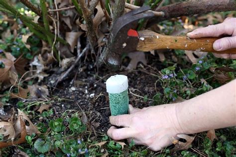 How Fertilizer Spikes Work and When to Use Them.
